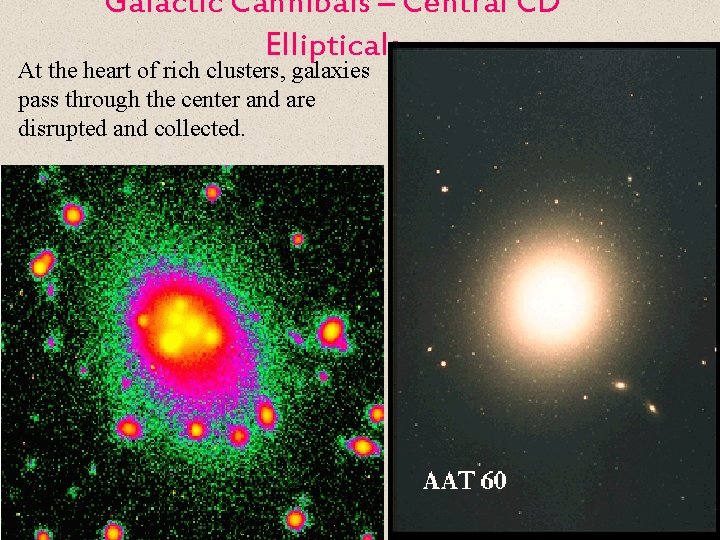 Galactic Cannibals – Central CD Ellipticals At the heart of rich clusters, galaxies pass