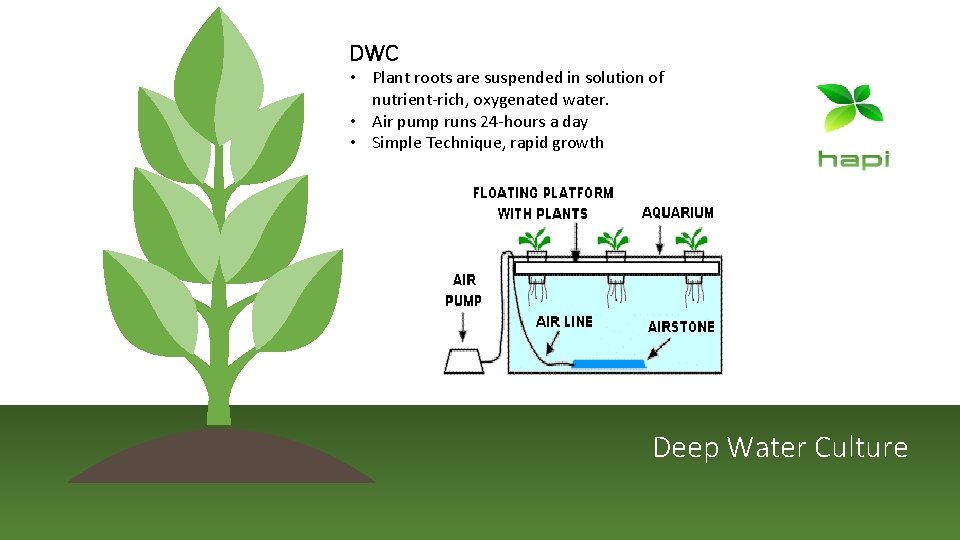 DWC • Plant roots are suspended in solution of nutrient-rich, oxygenated water. • Air