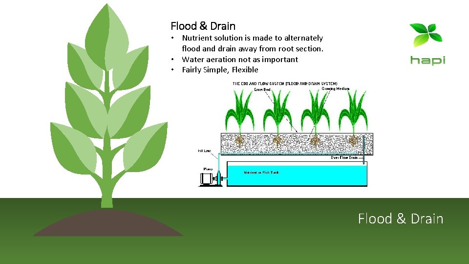 Flood & Drain • Nutrient solution is made to alternately flood and drain away