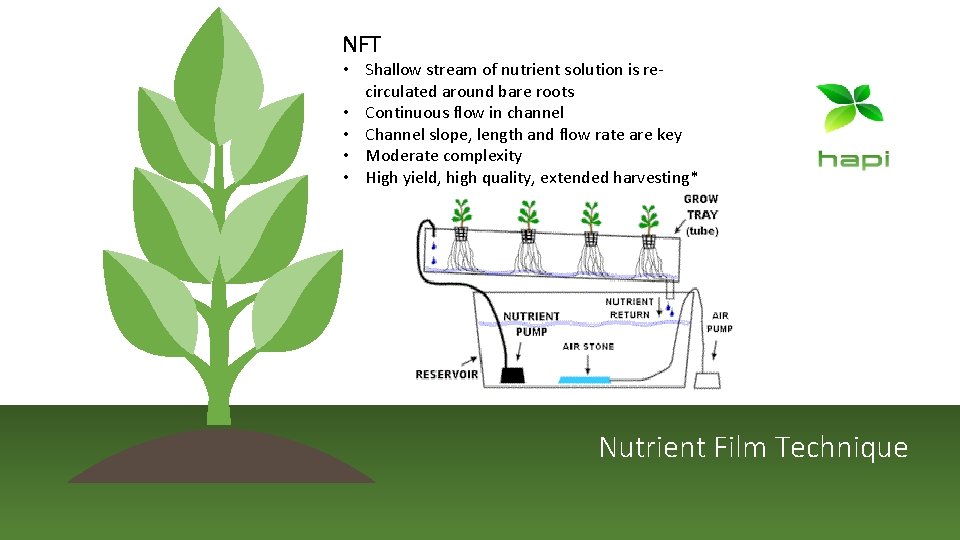 NFT • Shallow stream of nutrient solution is recirculated around bare roots • Continuous