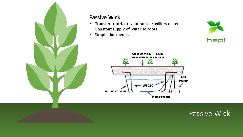 Passive Wick • Transfers nutrient solution via capillary action • Constant supply of water