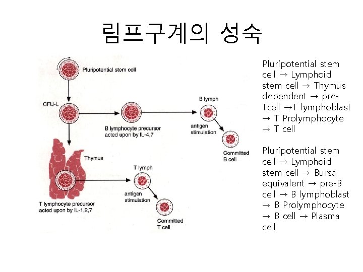 림프구계의 성숙 Pluripotential stem cell → Lymphoid stem cell → Thymus dependent → pre.