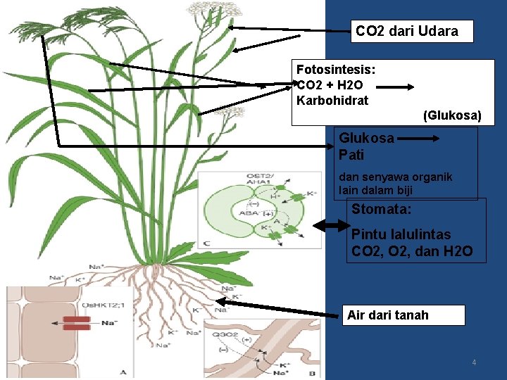 CO 2 dari Udara Fotosintesis: CO 2 + H 2 O Karbohidrat (Glukosa) Glukosa