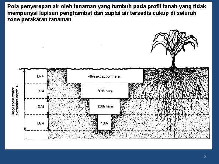 Pola penyerapan air oleh tanaman yang tumbuh pada profil tanah yang tidak mempunyai lapisan