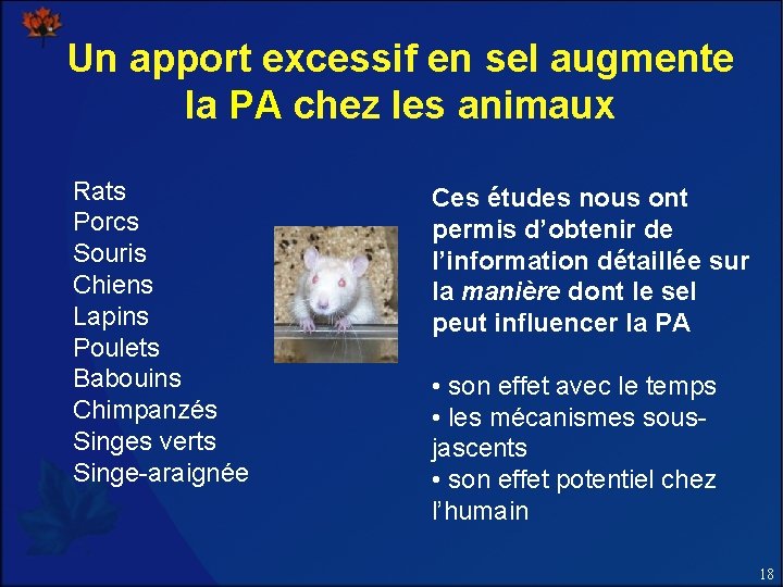 Un apport excessif en sel augmente la PA chez les animaux Rats Porcs Souris