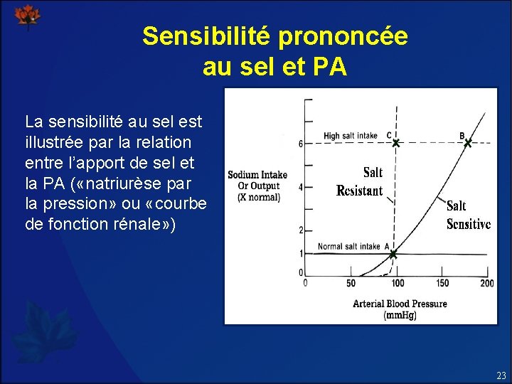 Sensibilité prononcée au sel et PA La sensibilité au sel est illustrée par la