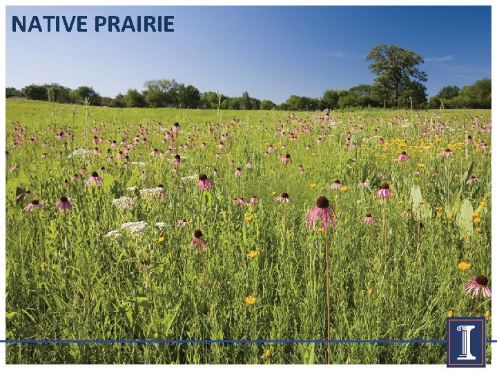 NATIVE PRAIRIE 