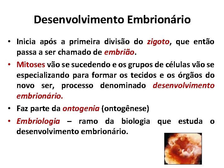 Desenvolvimento Embrionário • Inicia após a primeira divisão do zigoto, que então passa a