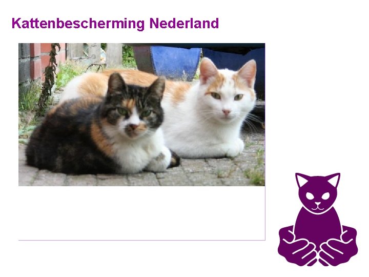 Kattenbescherming Nederland 