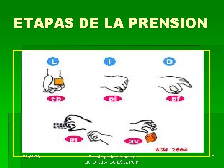ETAPAS DE LA PRENSION 23/09/09 Psicología del desarrollo Lic. Luisa A. González Pena 7 ETAPAS DE LA PRENSION 23/09/09 Psicología del desarrollo Lic. Luisa A. González Pena 7