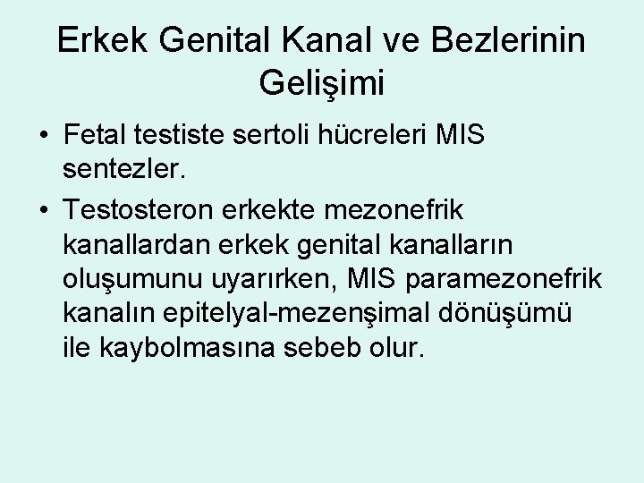 Erkek Genital Kanal ve Bezlerinin Gelişimi • Fetal testiste sertoli hücreleri MIS sentezler. •