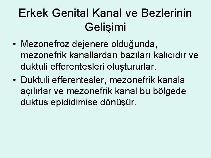 Erkek Genital Kanal ve Bezlerinin Gelişimi • Mezonefroz dejenere olduğunda, mezonefrik kanallardan bazıları kalıcıdır