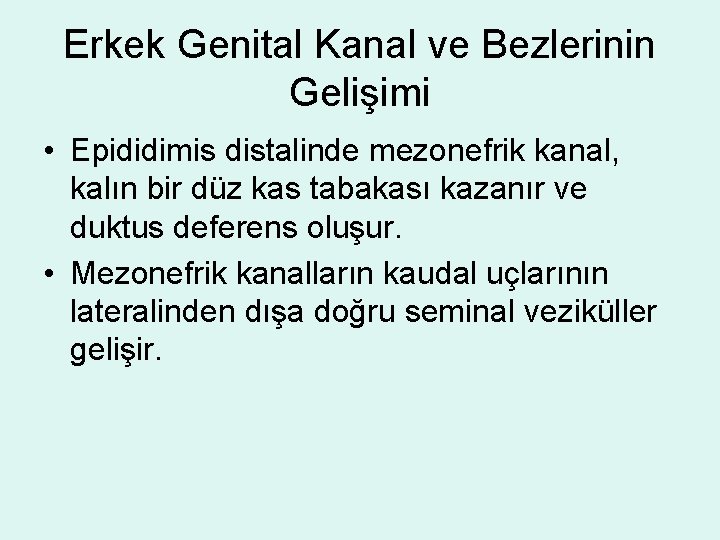 Erkek Genital Kanal ve Bezlerinin Gelişimi • Epididimis distalinde mezonefrik kanal, kalın bir düz