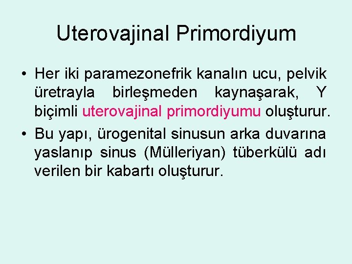 Uterovajinal Primordiyum • Her iki paramezonefrik kanalın ucu, pelvik üretrayla birleşmeden kaynaşarak, Y biçimli