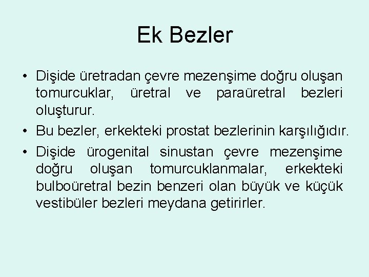 Ek Bezler • Dişide üretradan çevre mezenşime doğru oluşan tomurcuklar, üretral ve paraüretral bezleri