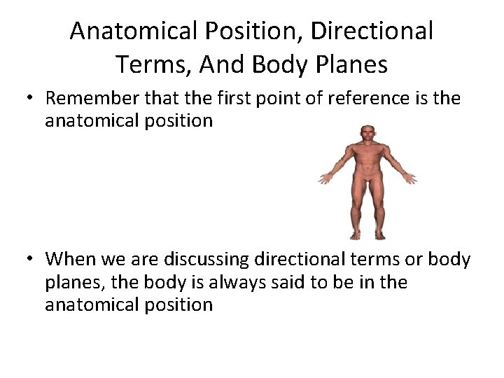Anatomical Position, Directional Terms, And Body Planes • Remember that the first point of