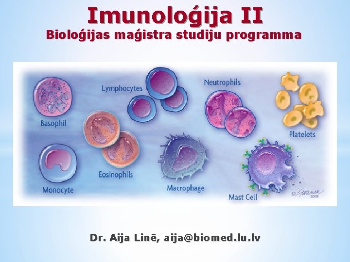 Imunoloģija II Bioloģijas maģistra studiju programma Dr. Aija Linē, aija@biomed. lu. lv 