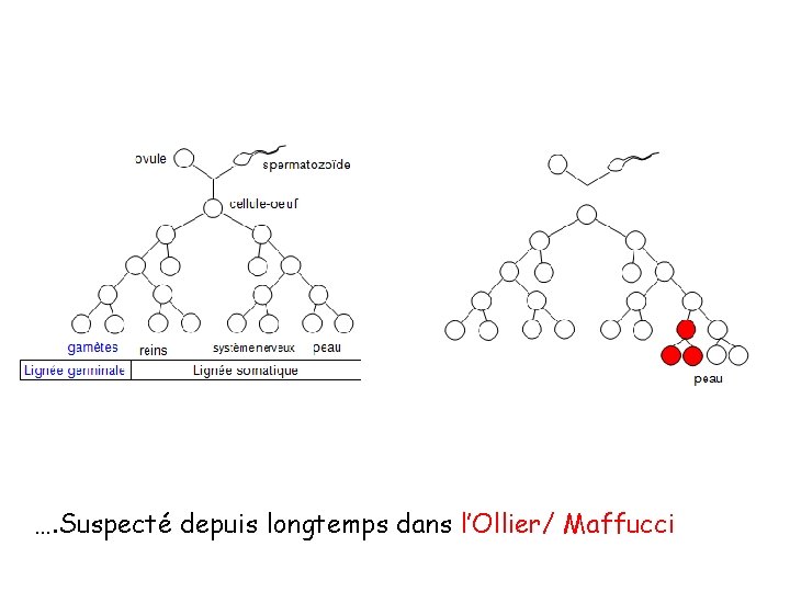 …. Suspecté depuis longtemps dans l’Ollier/ Maffucci 