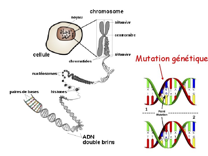 Mutation génétique 