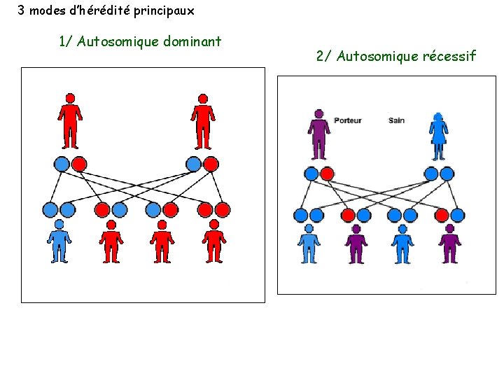 3 modes d’hérédité principaux 1/ Autosomique dominant 2/ Autosomique récessif 