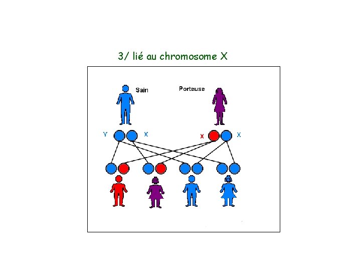 3/ lié au chromosome X 