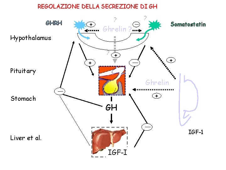 REGOLAZIONE DELLA SECREZIONE DI GH GHRH + Hypothalamus ? Pituitary Somatostatin Ghrelin ? ?
