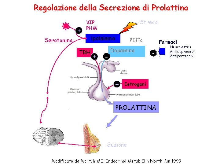 Regolazione della Secrezione di Prolattina + Stress VIP PHM Ipotalamo Serotonina TRH + -