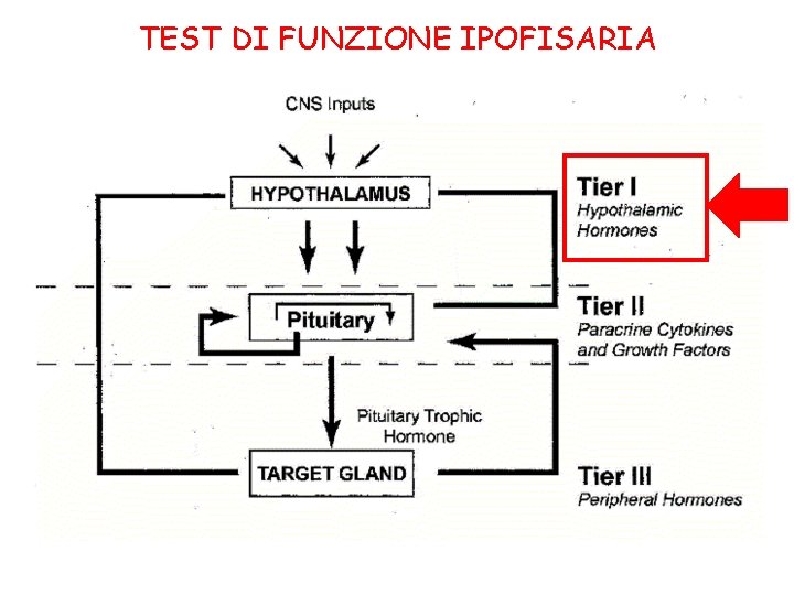 TEST DI FUNZIONE IPOFISARIA 
