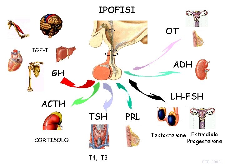 IPOFISI OT IGF-I ADH GH LH-FSH ACTH TSH PRL Testosterone Estradiolo Progesterone CORTISOLO T
