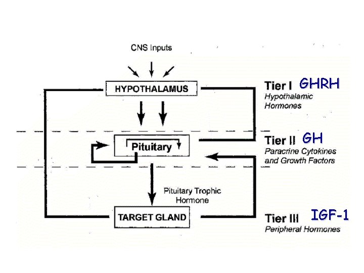 GHRH GH IGF-1 