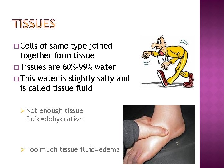 � Cells of same type joined together form tissue � Tissues are 60%– 99%