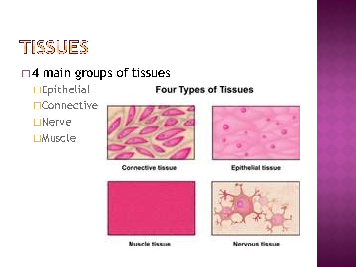 � 4 main groups of tissues �Epithelial �Connective �Nerve �Muscle 