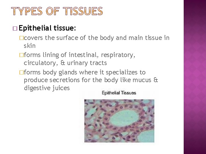 � Epithelial �covers tissue: the surface of the body and main tissue in skin