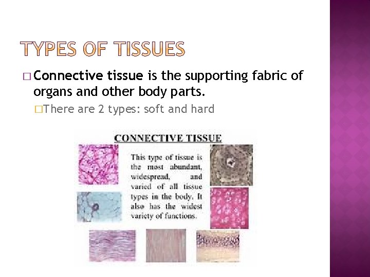 � Connective tissue is the supporting fabric of organs and other body parts. �There