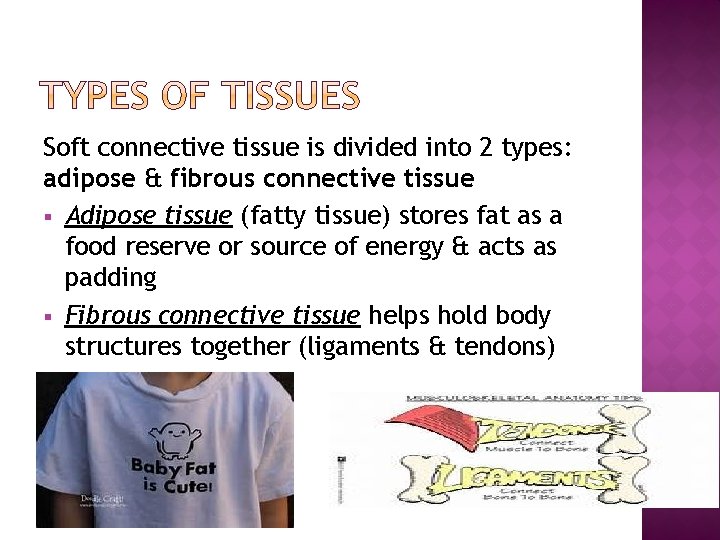 Soft connective tissue is divided into 2 types: adipose & fibrous connective tissue §