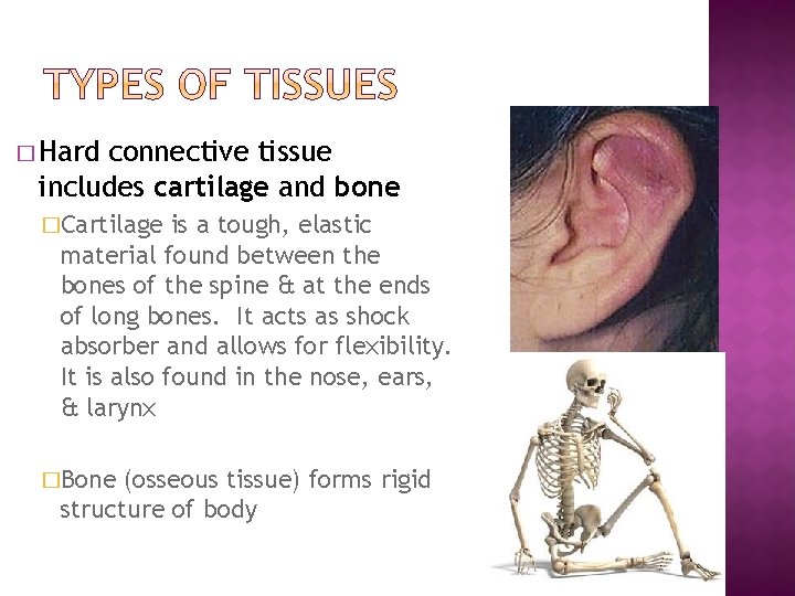 � Hard connective tissue includes cartilage and bone �Cartilage is a tough, elastic material