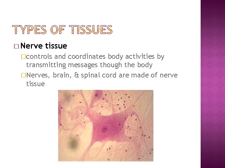 � Nerve tissue �controls and coordinates body activities by transmitting messages though the body