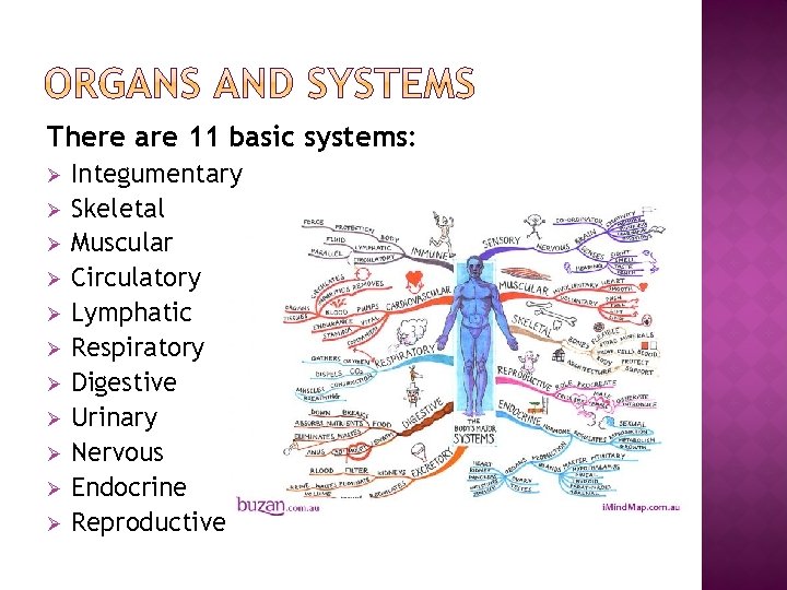 There are 11 basic systems: Ø Ø Ø Integumentary Skeletal Muscular Circulatory Lymphatic Respiratory