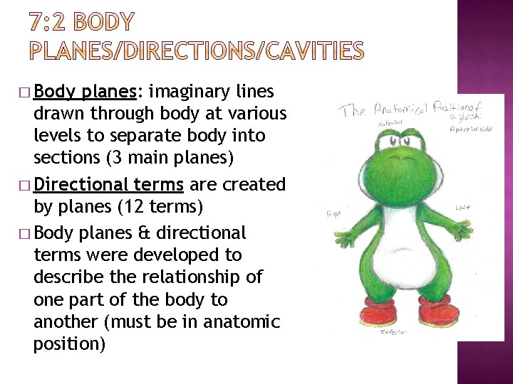 � Body planes: imaginary lines drawn through body at various levels to separate body