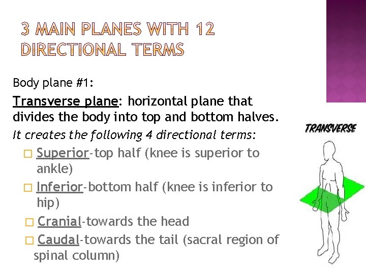 Body plane #1: Transverse plane: horizontal plane that divides the body into top and