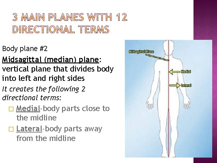 Body plane #2 Midsagittal (median) plane: vertical plane that divides body into left and