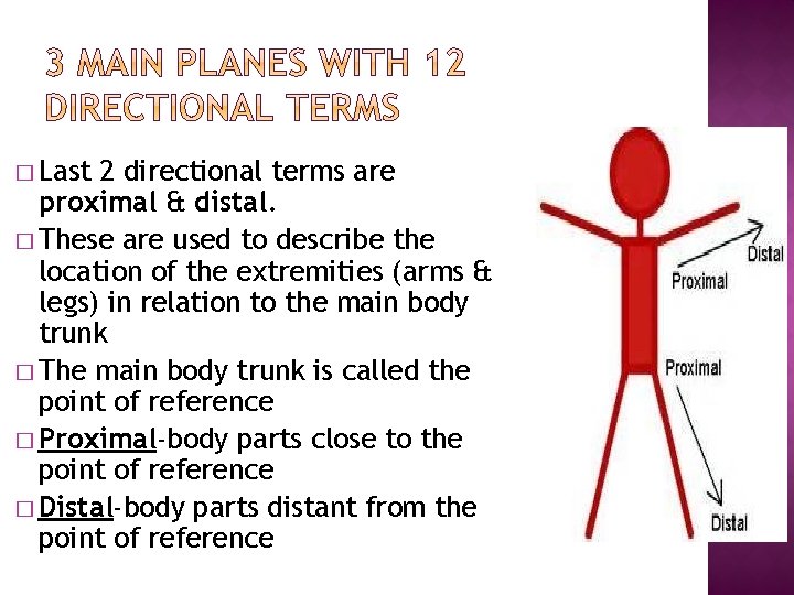 � Last 2 directional terms are proximal & distal. � These are used to