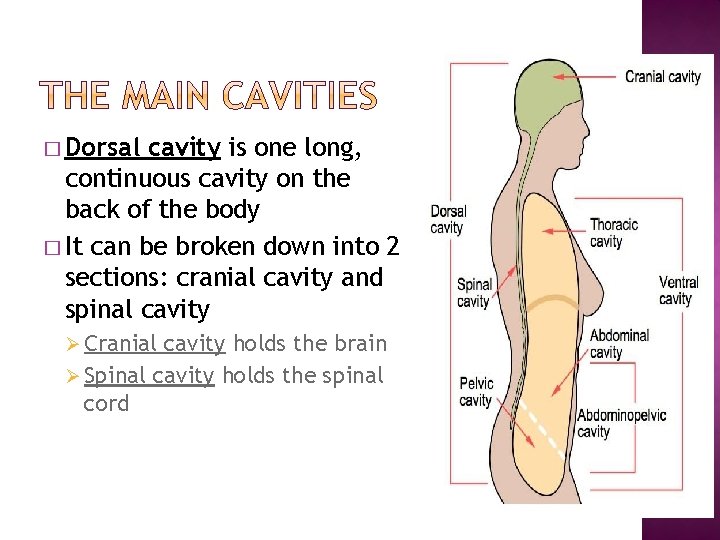 � Dorsal cavity is one long, continuous cavity on the back of the body