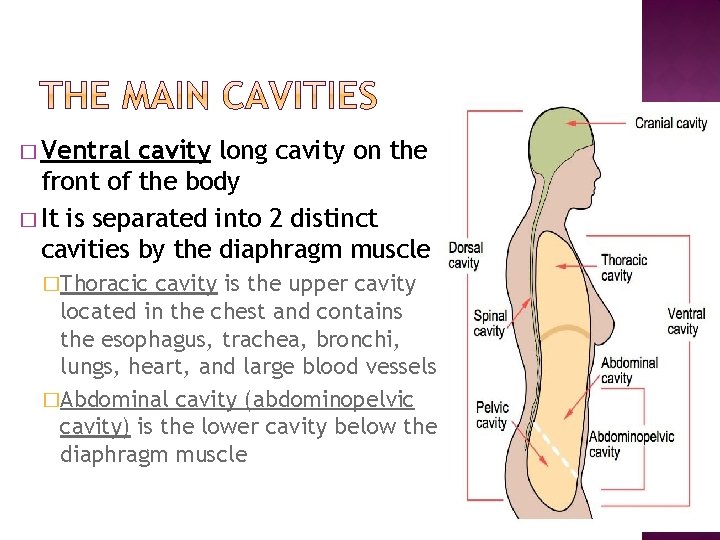 � Ventral cavity long cavity on the front of the body � It is