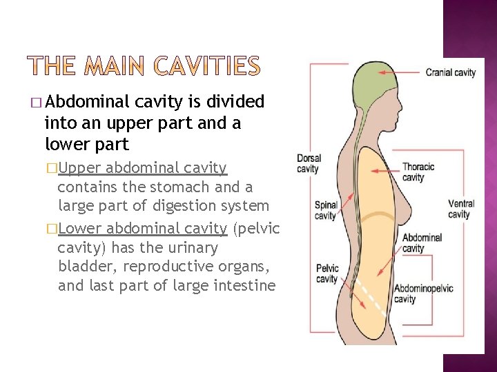 � Abdominal cavity is divided into an upper part and a lower part �Upper