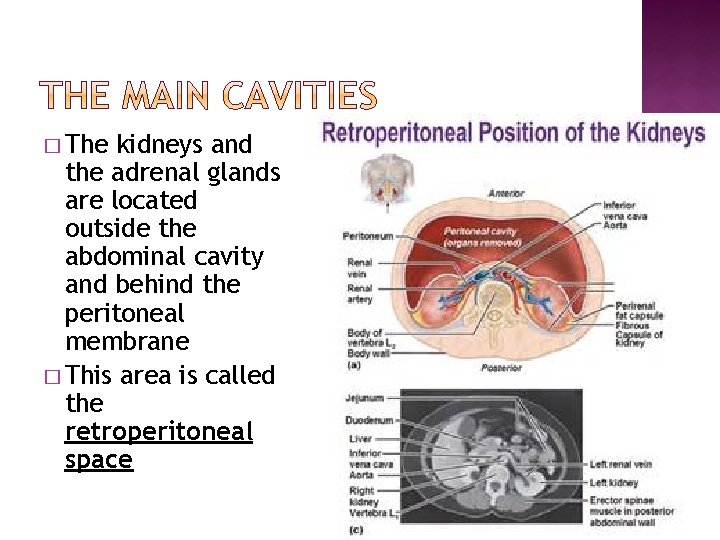 � The kidneys and the adrenal glands are located outside the abdominal cavity and