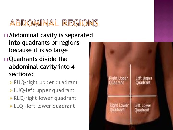 � Abdominal cavity is separated into quadrants or regions because it is so large
