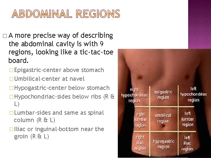 �A more precise way of describing the abdominal cavity is with 9 regions, looking