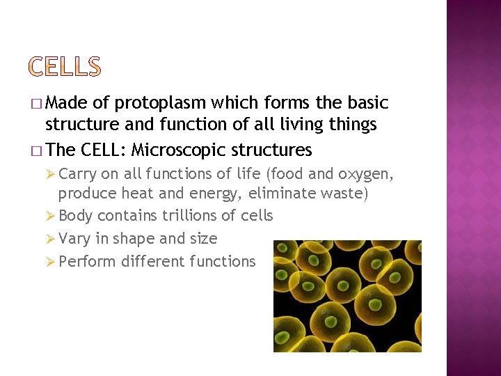 � Made of protoplasm which forms the basic structure and function of all living