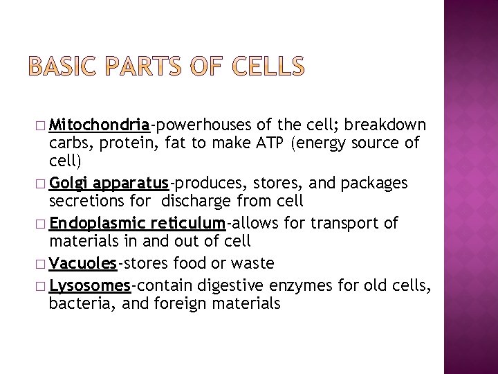 � Mitochondria-powerhouses of the cell; breakdown carbs, protein, fat to make ATP (energy source